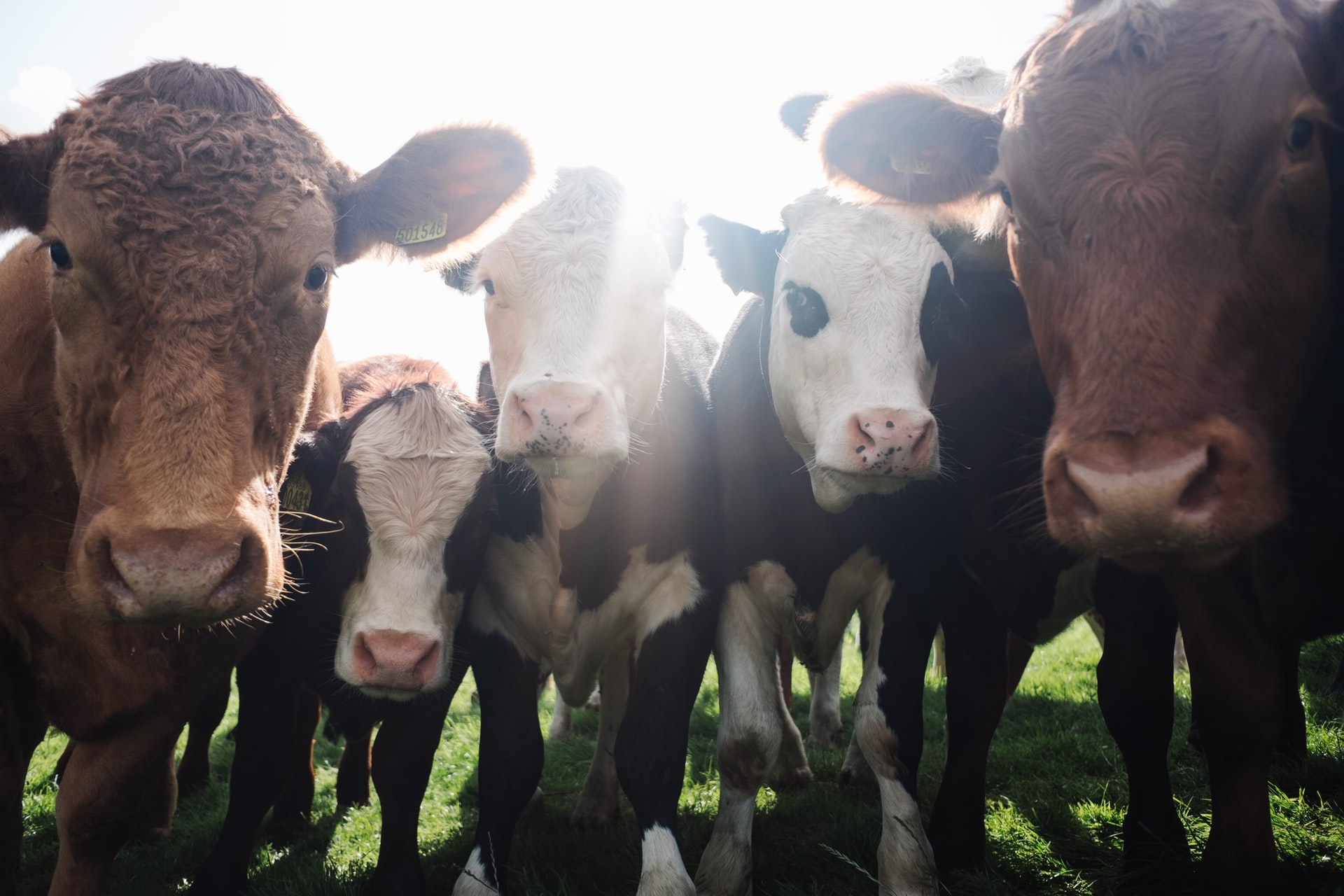 Group of cows