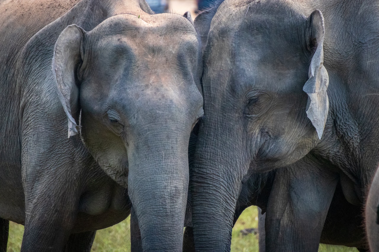 Elephants together