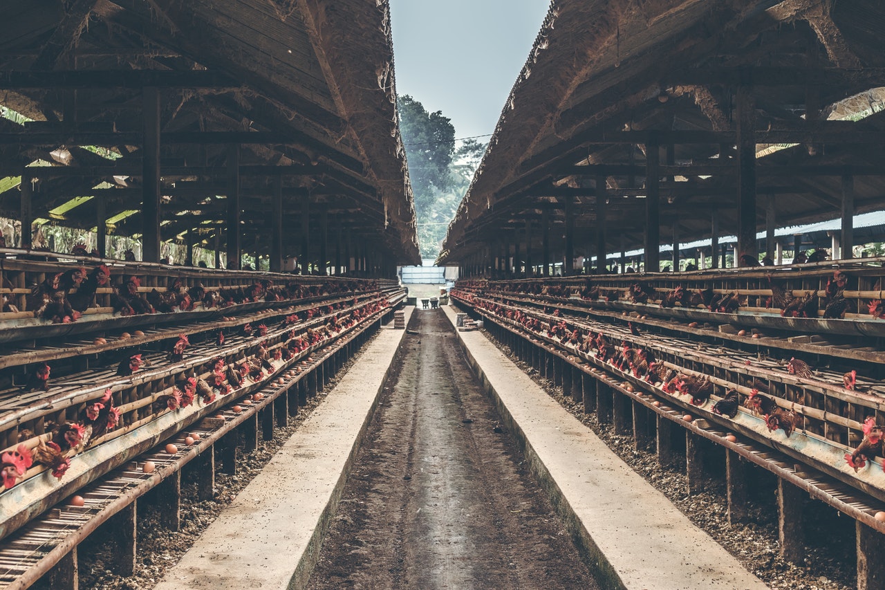 Cows in a constrained factory farm.