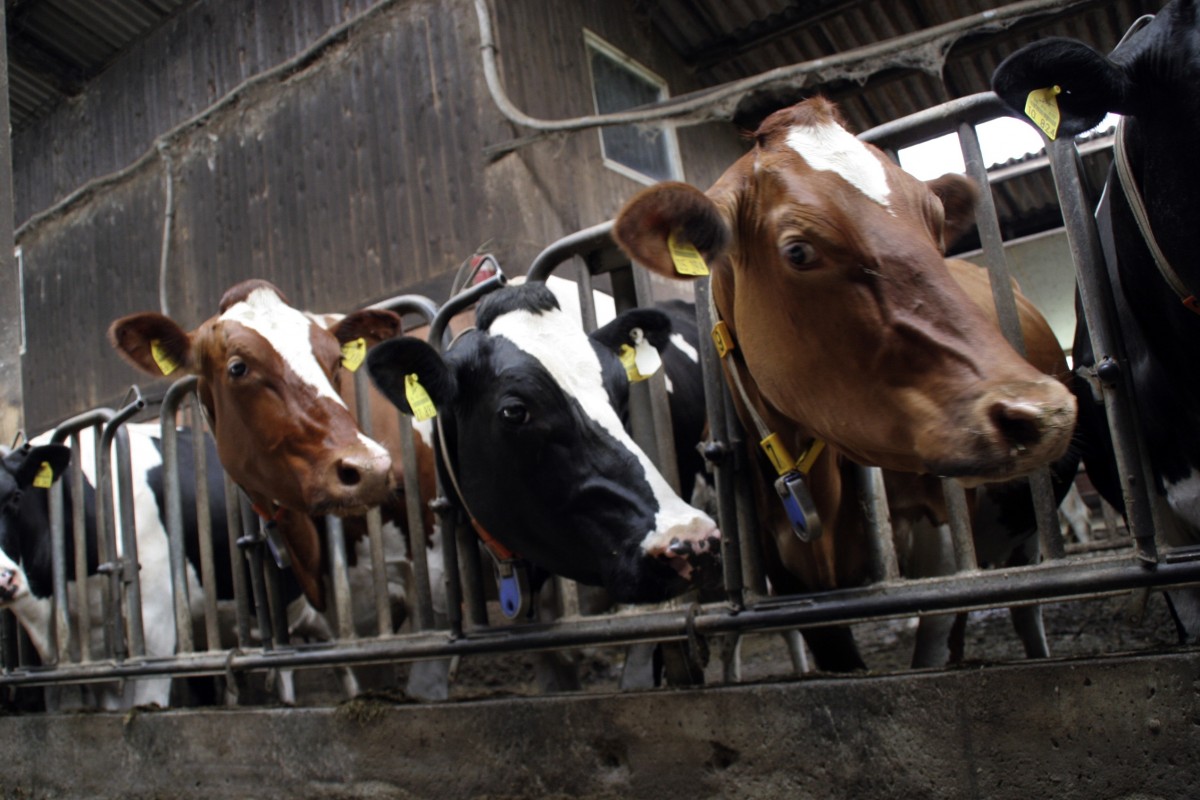 Cows in a factory farm