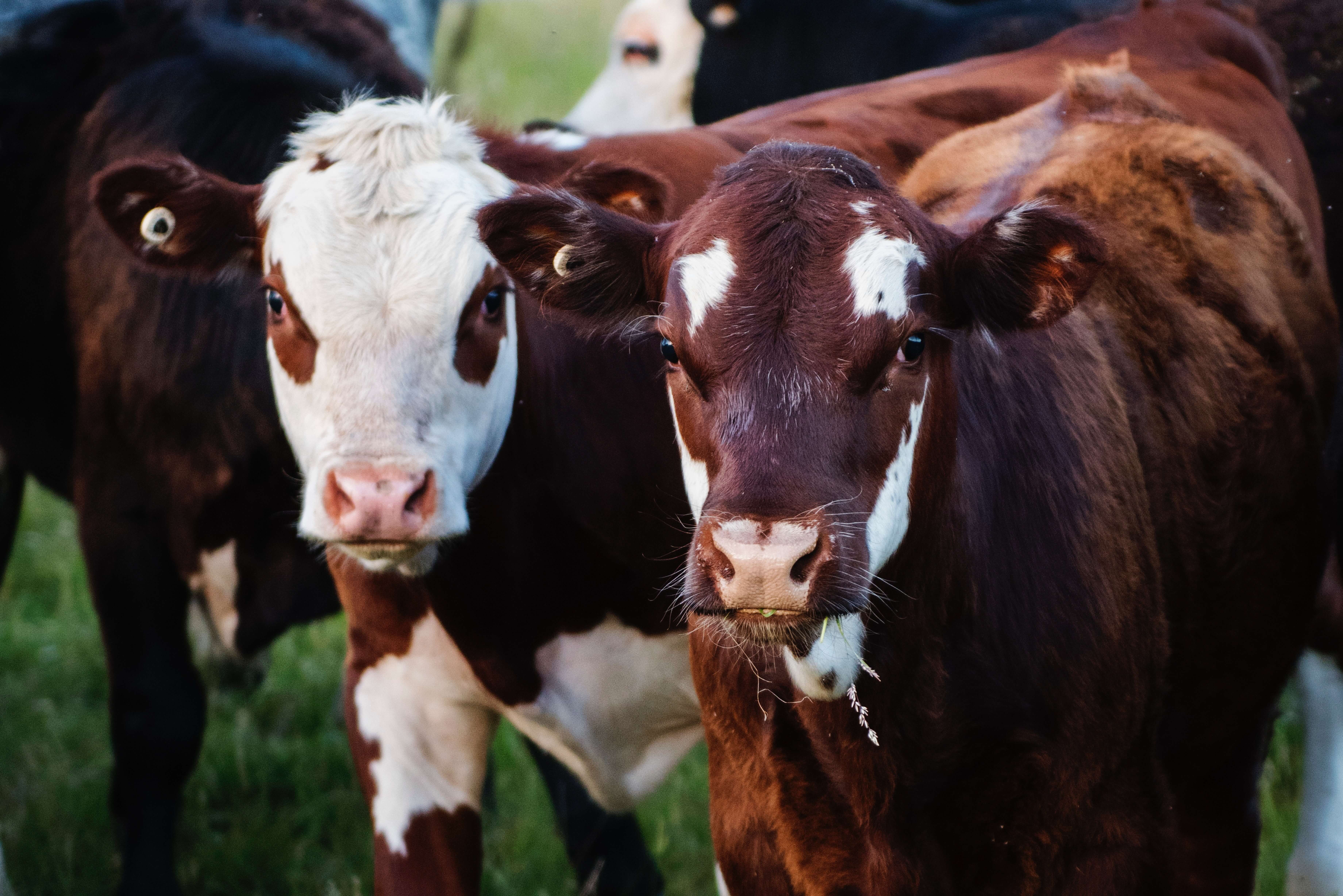 Factory farmed cows with tagged ears