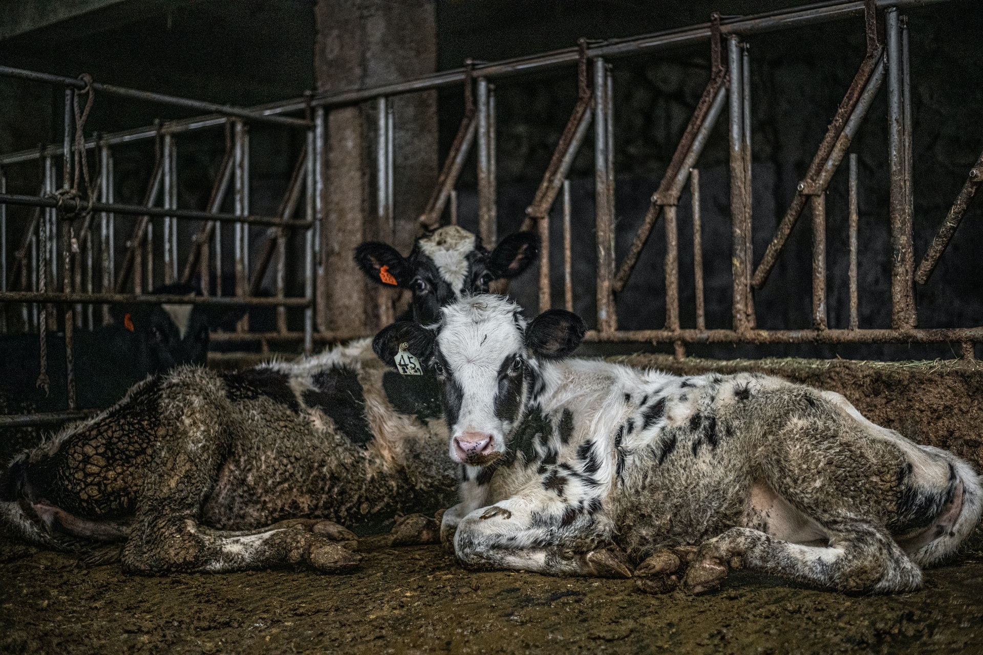 Cows in dirty factory farm conditions