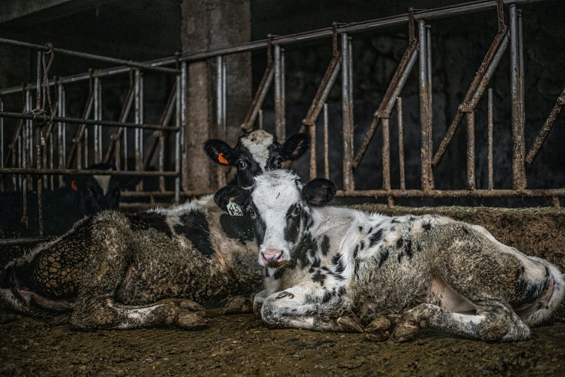 Cow in factory farm