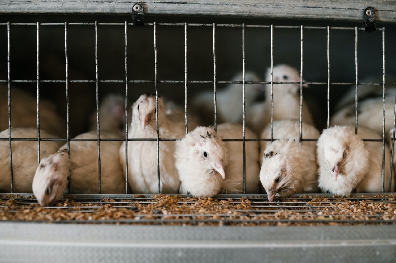 Chickens in a cramped cage